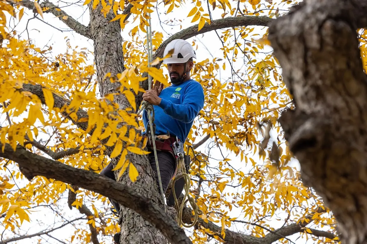Skilled Tree Pruning crew working in Rochester